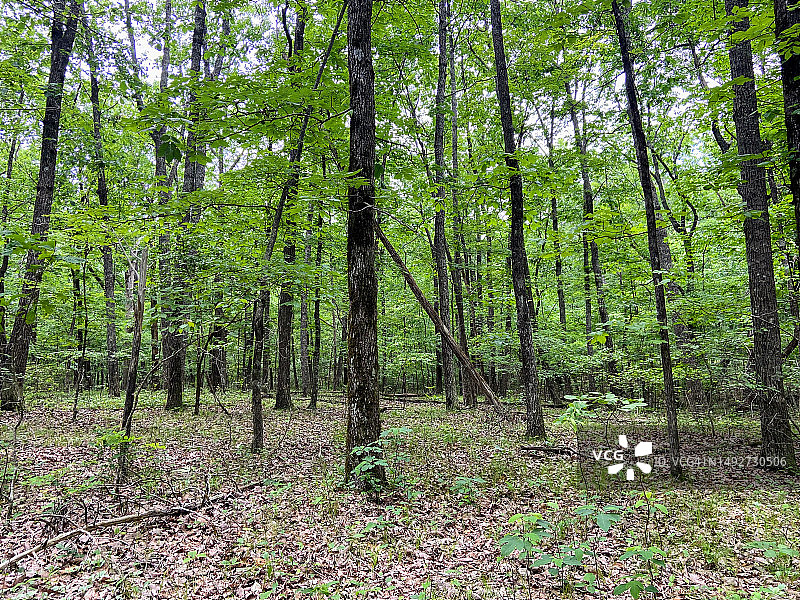 蒙特萨诺州立公园图片素材