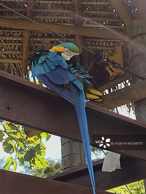 金刚鹦鹉图片素材