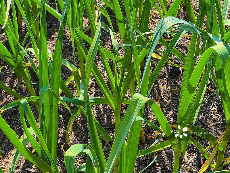 春天生长的大蒜植物图片素材