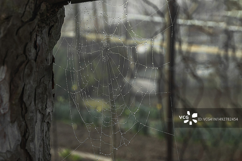 森林里的蜘蛛网特写图片素材