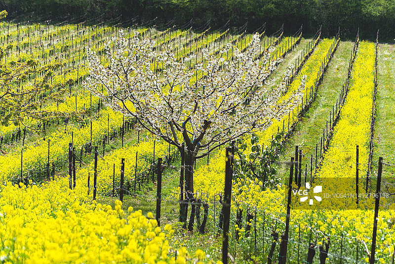五月葡萄园图片素材
