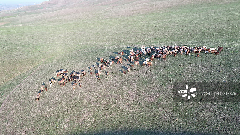 中国新疆伊犁草原上的绵羊图片素材
