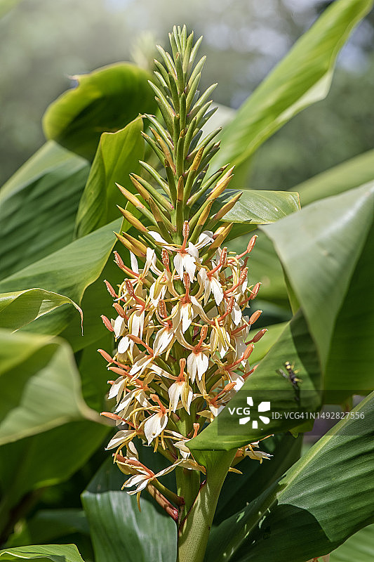 姜荷花美丽的夏季花朵图片素材