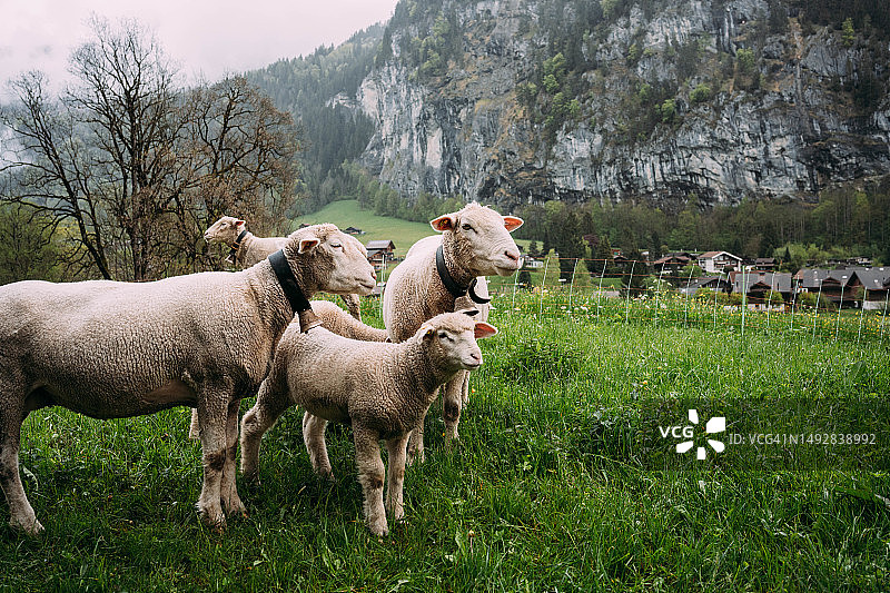在劳特布龙嫩的羊群图片素材