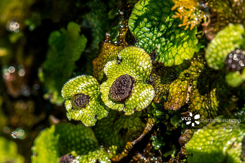 圆锥状地钱与雄器托图片素材