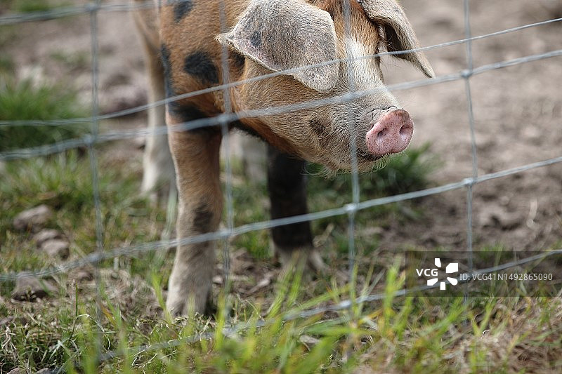 铁丝网围栏后的家猪图片素材