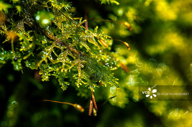 类似蕨类的苔藓和孢子体图片素材
