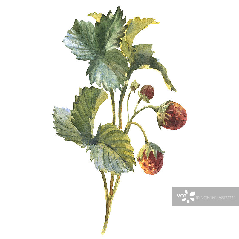 野生草莓枝条手绘水彩图片素材