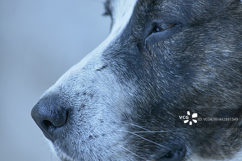 狗头特写图片素材