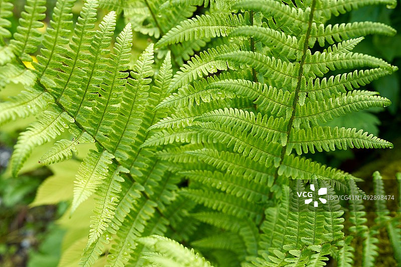 蕨类植物的叶子图片素材