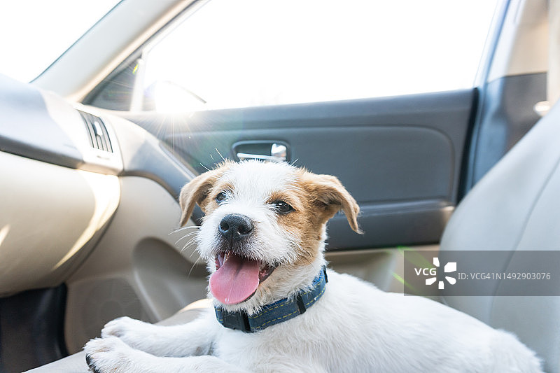 车里可爱的小狗，准备好去旅行。宠物旅行概念。狗狗看着镜头，可爱的宠物图片素材