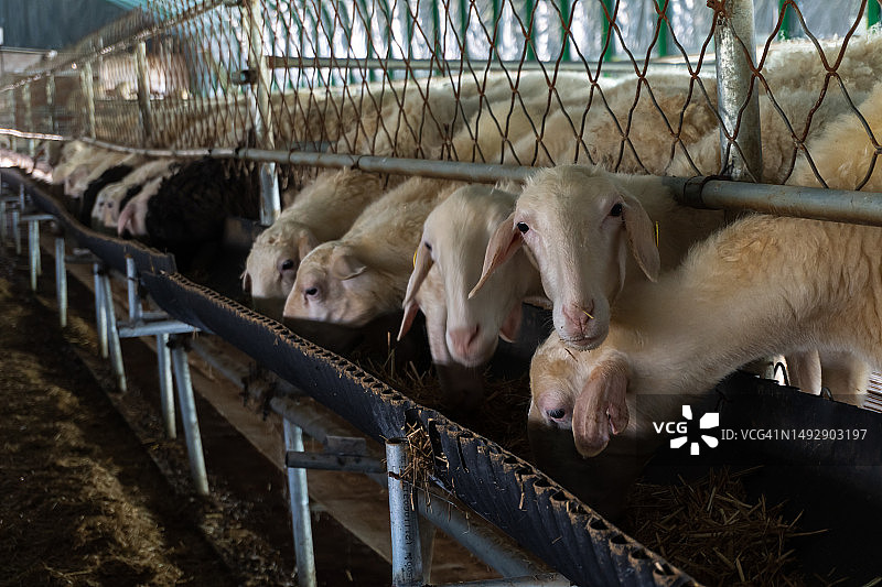 谷仓里吃干草的绵羊图片素材