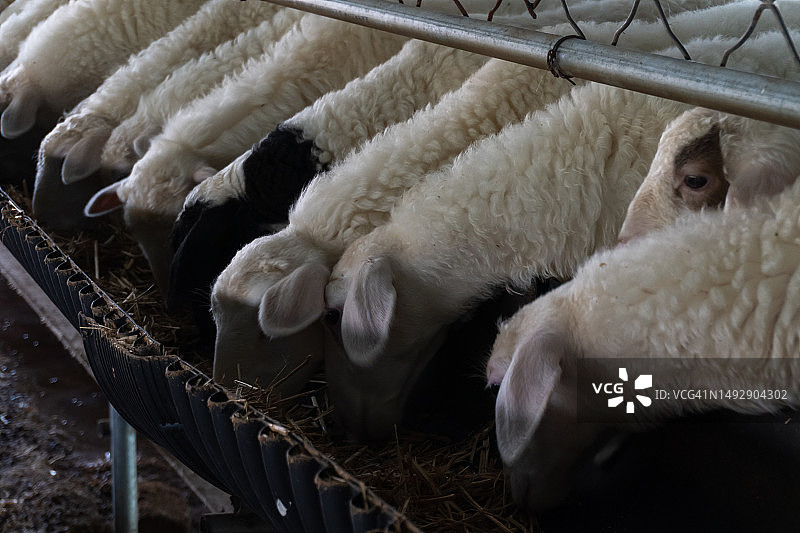 谷仓里吃干草的绵羊图片素材