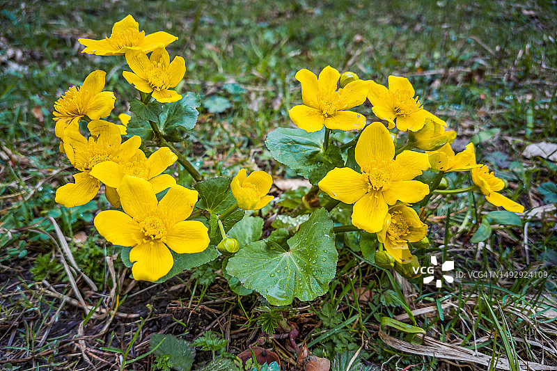 盛开的沼泽金盏花图片素材