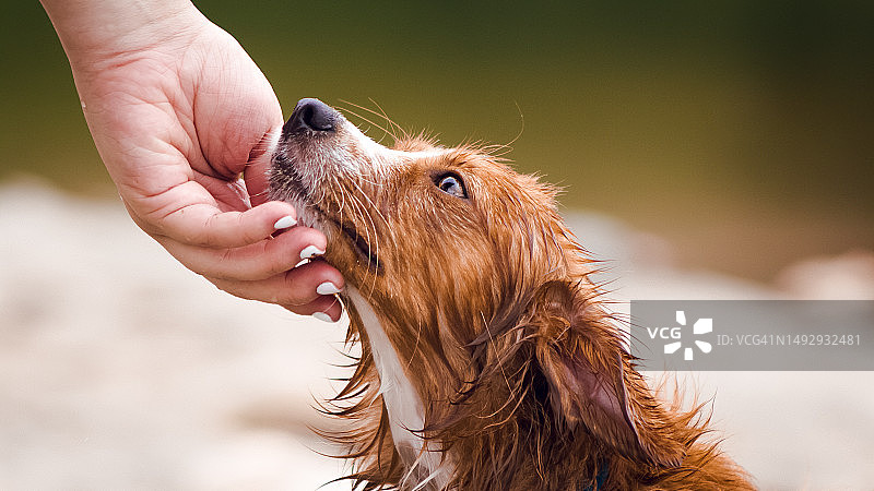 委内瑞拉，手上的狗特写图片素材