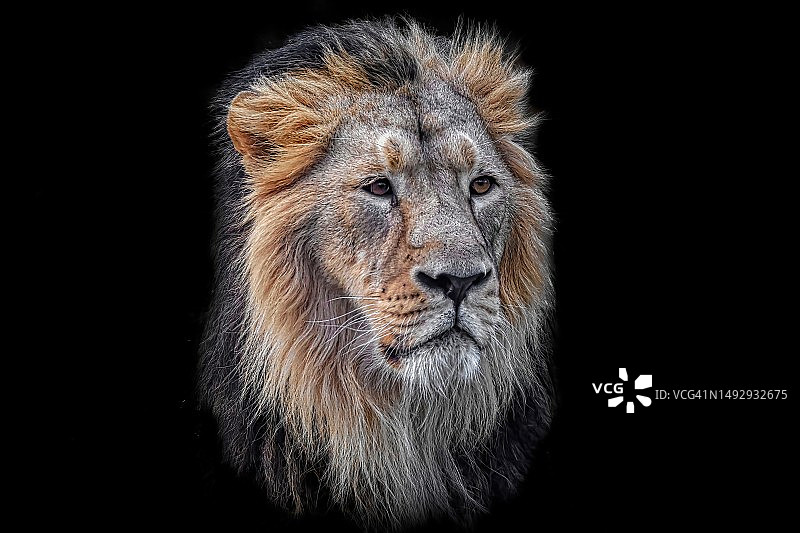 狮子画像，奥斯特拉发动物园，捷克共和国图片素材