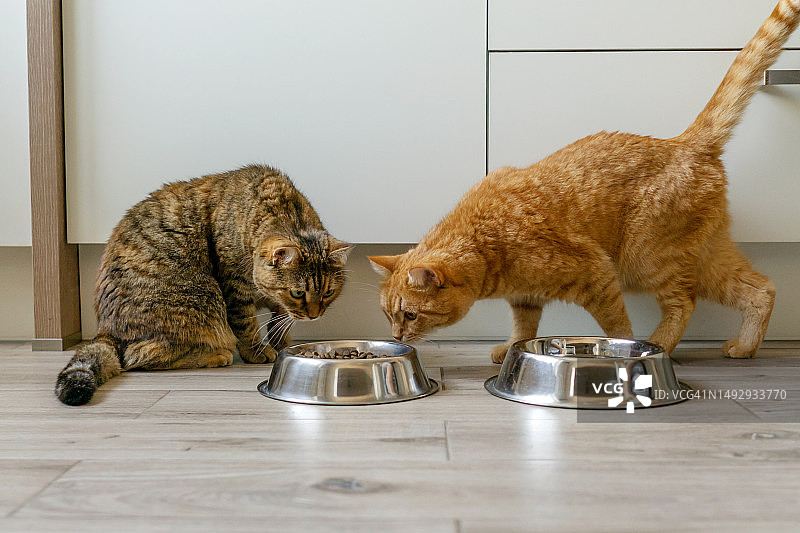 俄罗斯地板上的两只猫图片素材