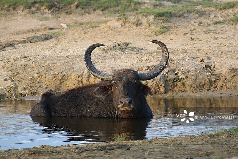 斯里兰卡库马纳湖中水牛的肖像图片素材