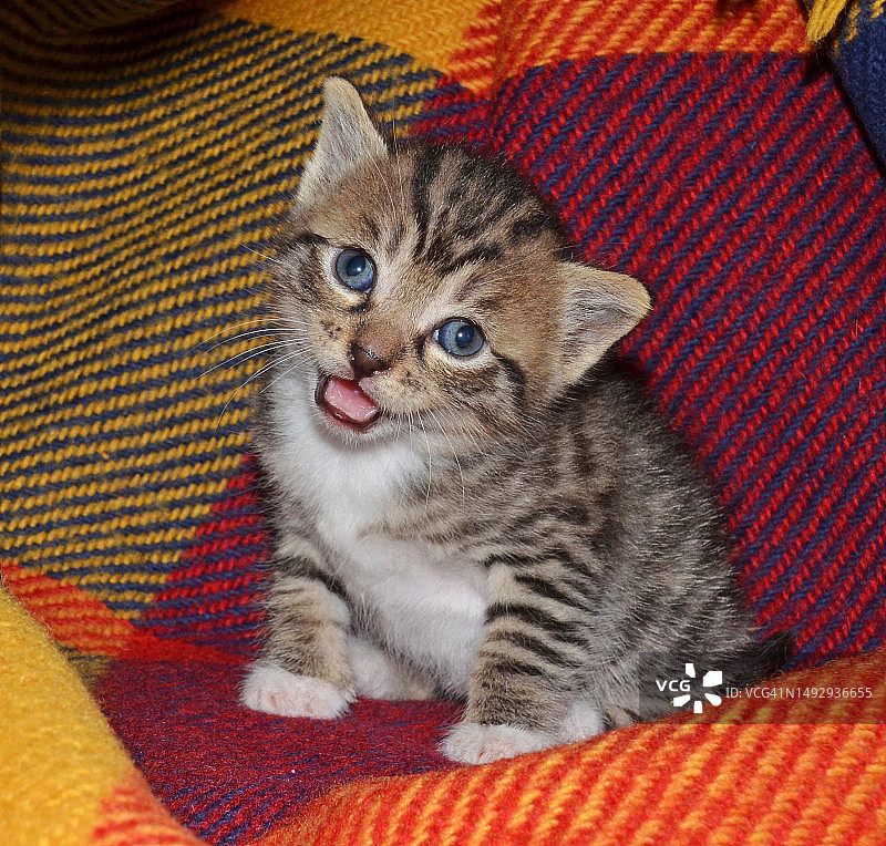 意大利虎斑小猫肖像图片素材