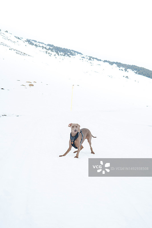 雪地里的魏玛犬画像，西班牙莱里达图片素材