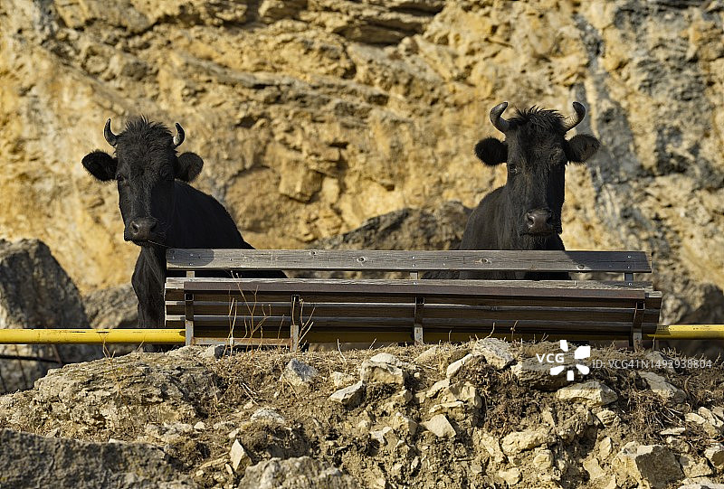 两头好奇地从木头后面看向镜头的黑色奶牛肖像，俄罗斯图片素材