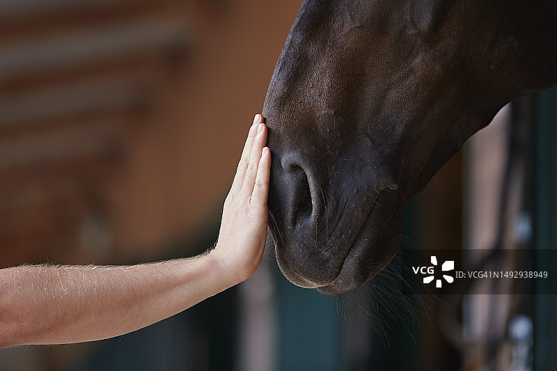 在捷克共和国的马厩里，手抚摸马头图片素材