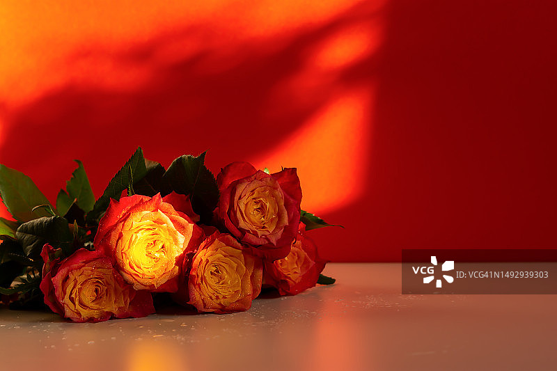 红色背景上的红色玫瑰和心形俯视图，俄罗斯图片素材
