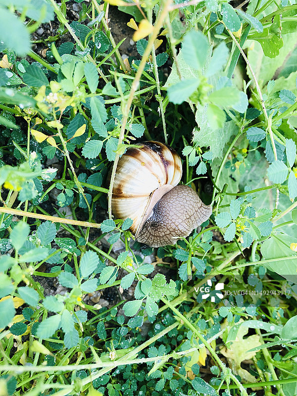 草地上的蜗牛 - 自然特写图片素材