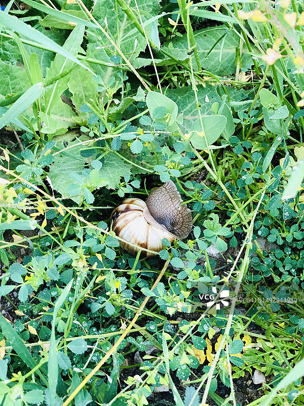 草地上的大蜗牛 - 森林图片素材