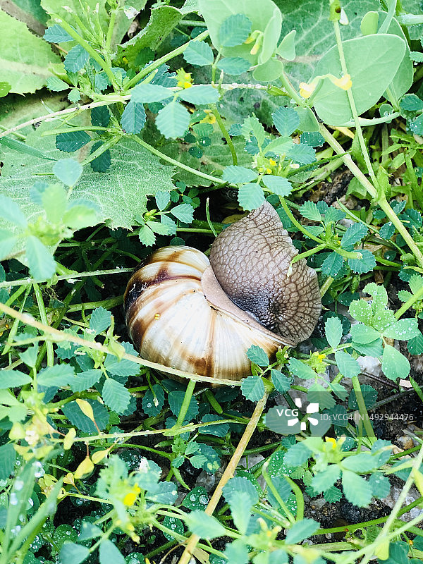 草地上的大蜗牛 - 自然特写图片素材