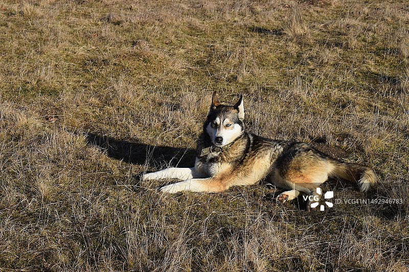 罗马尼亚田野中雪橇犬的俯视图图片素材