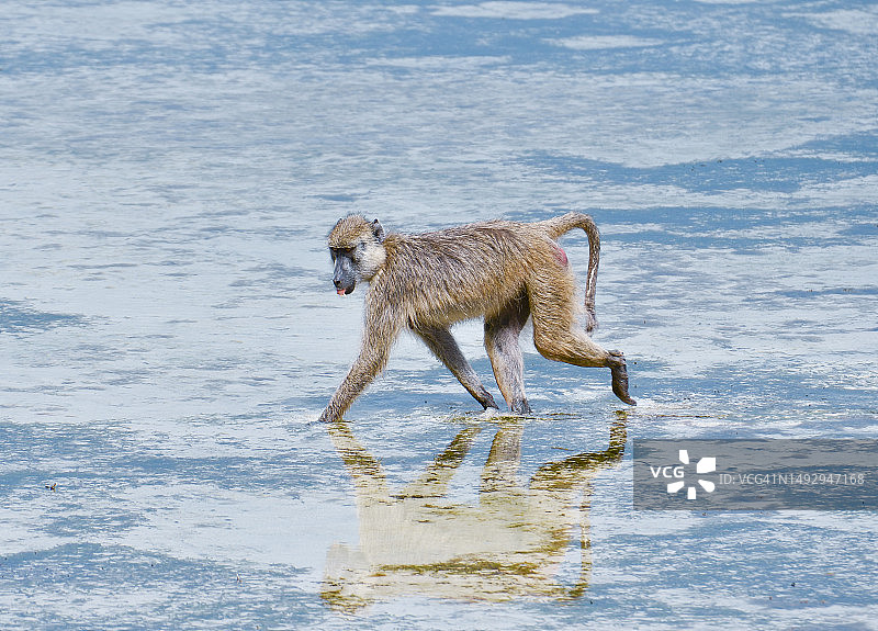 在水上行走的狒狒全身照，坦桑尼亚图片素材