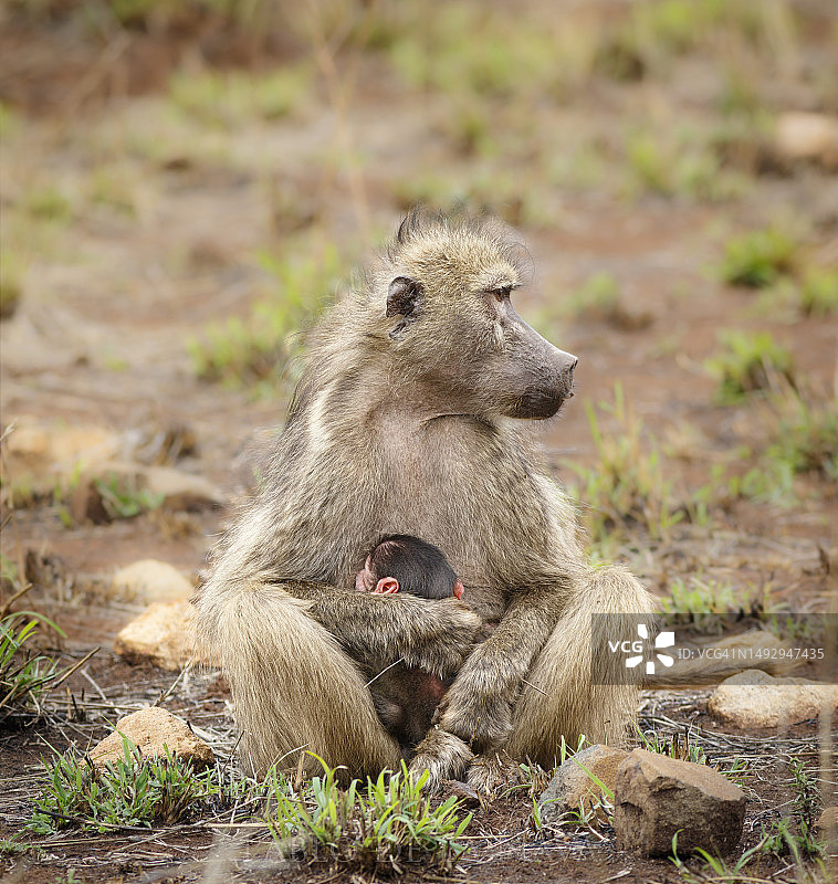 熊狒狒母子图片素材