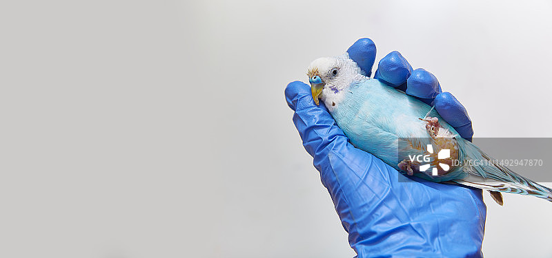一只生病的鹦鹉，一名戴着医用手套的人拿着裸露的泄殖腔，俄罗斯图片素材