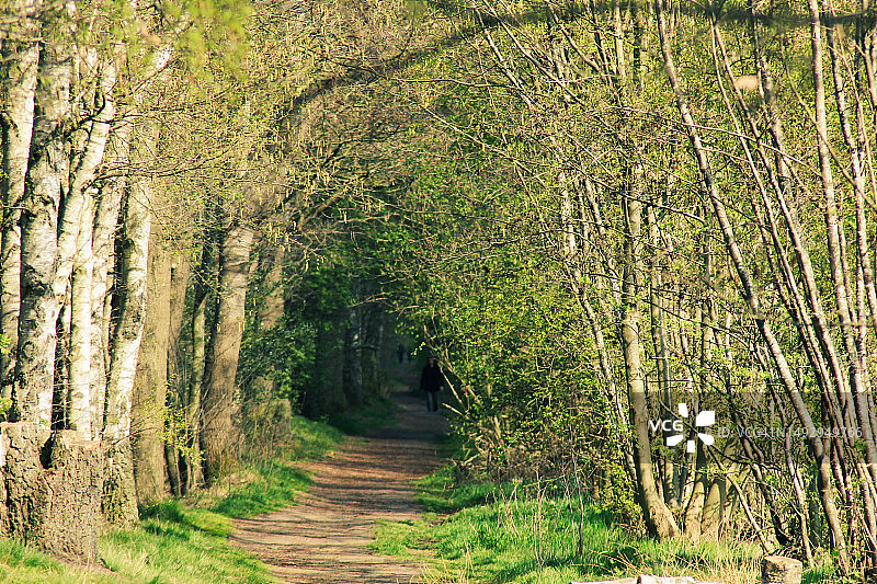 林间小径图片素材