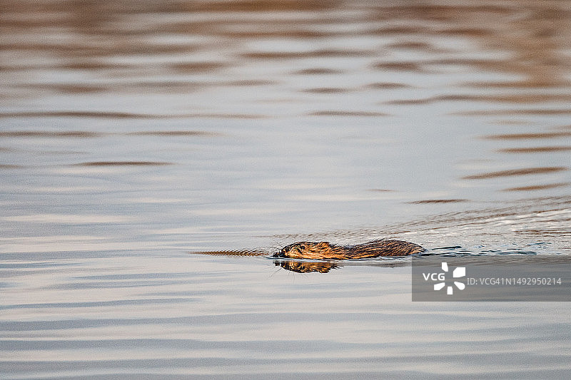 在波兰米利奇的巴里奇山谷景观公园湖中游泳的鳄鱼图片素材