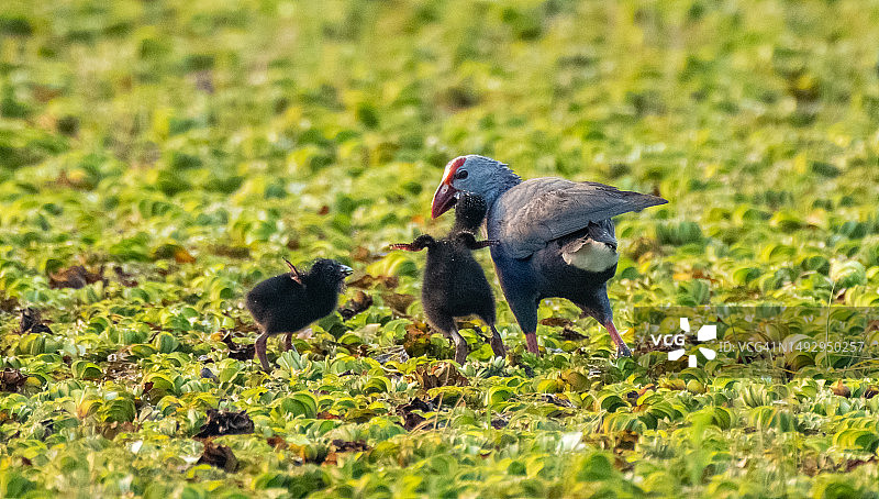 斯里兰卡塔兰加马湖的紫水鸡图片素材