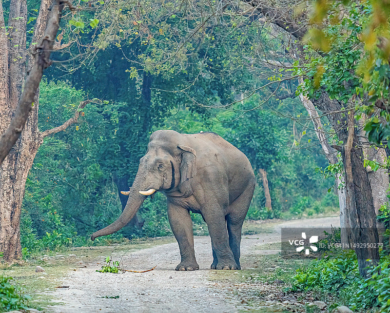 在印度吉姆·科比特国家公园道路上行走的幼象图片素材