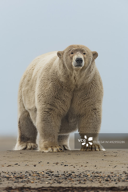 熊站在陆地上，背景是天空，巴特岛，阿拉斯加，美国图片素材