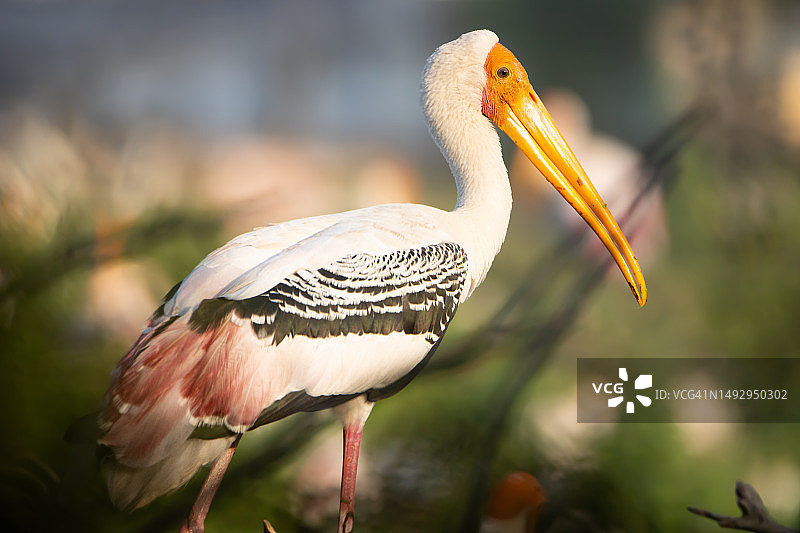 印度中央邦的彩鹳肖像图片素材