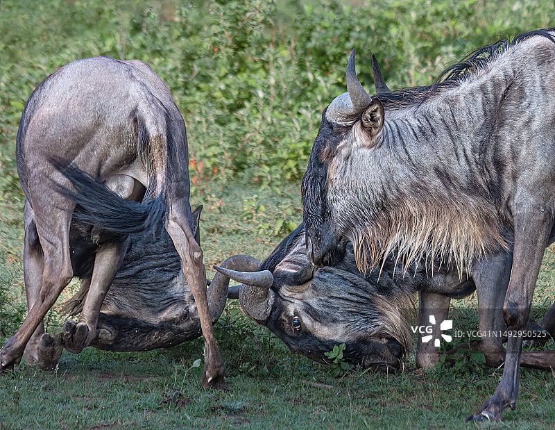 坦桑尼亚塞伦盖蒂角马摔跤图片素材