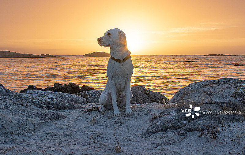 挪威海滩上拉布拉多犬在日落天空下的美景图片素材