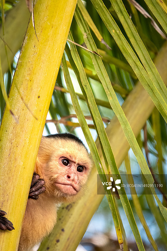 树上的白面卷尾猴特写，哥斯达黎加曼努埃尔·安东尼奥国家公园图片素材