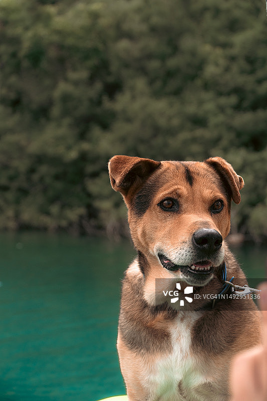 狗狗坐在希腊湖边的写真图片素材