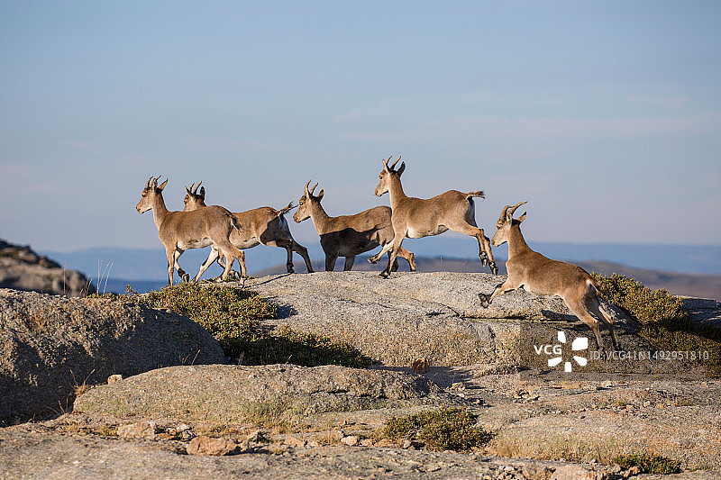 葡萄牙，山羊在岩石上争斗的侧影图片素材