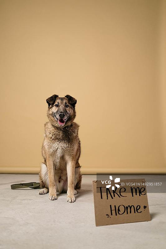 可爱的狗，德国图片素材