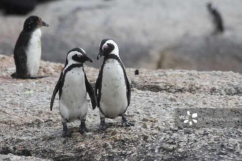 南非企鹅群图片素材