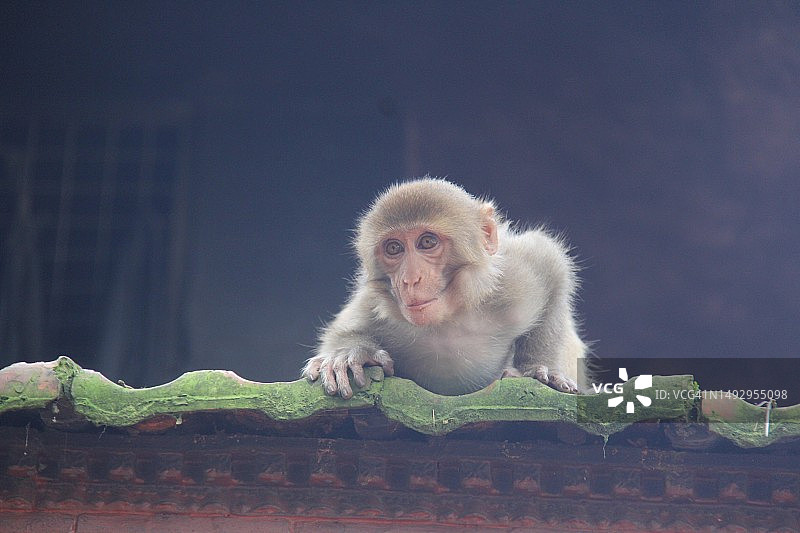 猕猴坐在挡土墙上的特写，Swayambhu，尼泊尔加德满都图片素材