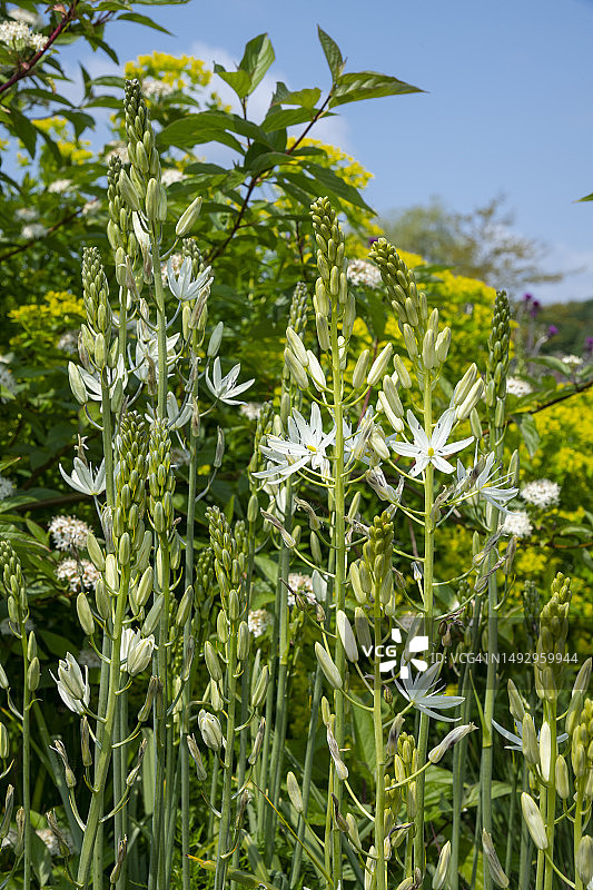 五月下旬花园里盛开的卡马西亚图片素材