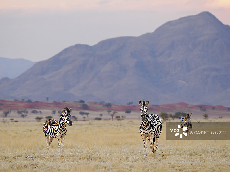 纳米布沙漠的平原斑马图片素材